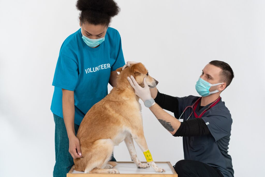 Veterinarian providing healthcare services and medical care to a dog